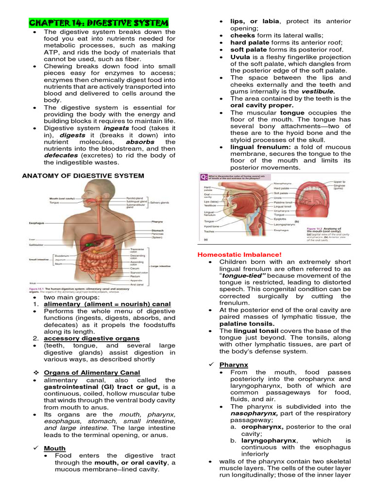 Digestive System Summary Pdf Stomach Digestion