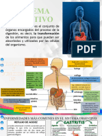 Sistema Digestivo