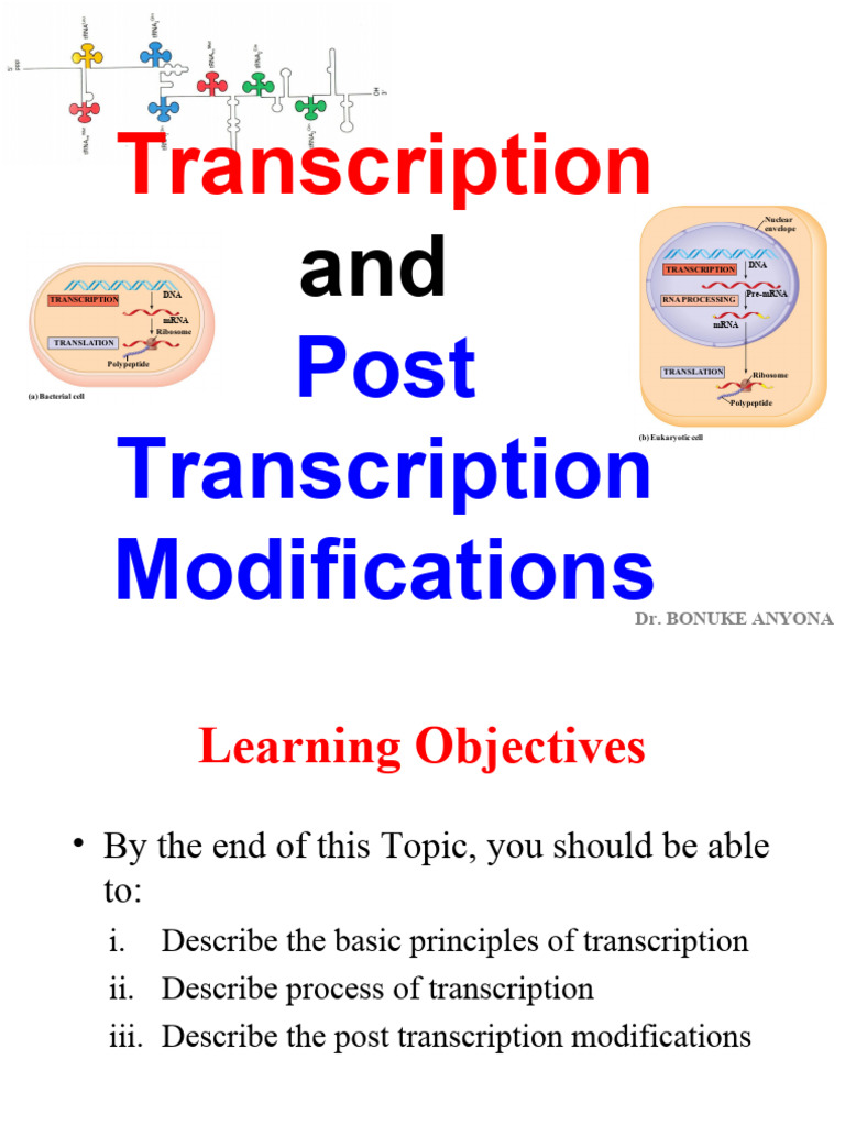 Eukaryotic Transcription Overview | PDF | Messenger Rna | Translation ...