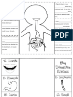 Lesson 4 Digestive System Foldable