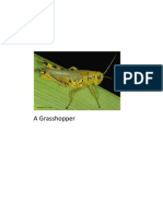 Grasshopper 2