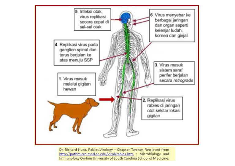 Ilustrasi-Rabies JPG | PDF