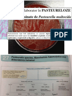Lab 3 DG - Pasteureloze