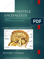 Componentele Encefalului