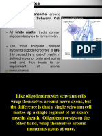 SM - Animal - Phy - Nervous System