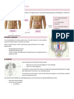 Tema 8: Sistema Renal: Regió Abdominal