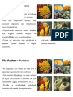 Filo Porifera Slide