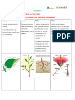 Actividad 3 Biologia Ii Estructura de Las Plantas