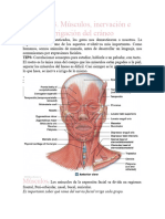 Clase 3-Anato Apuntes