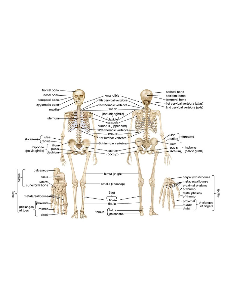 Human skeleton _ Parts, Functions, Diagram, & Facts _ Britannica PDF