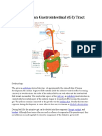 The Human Gastrointestinal