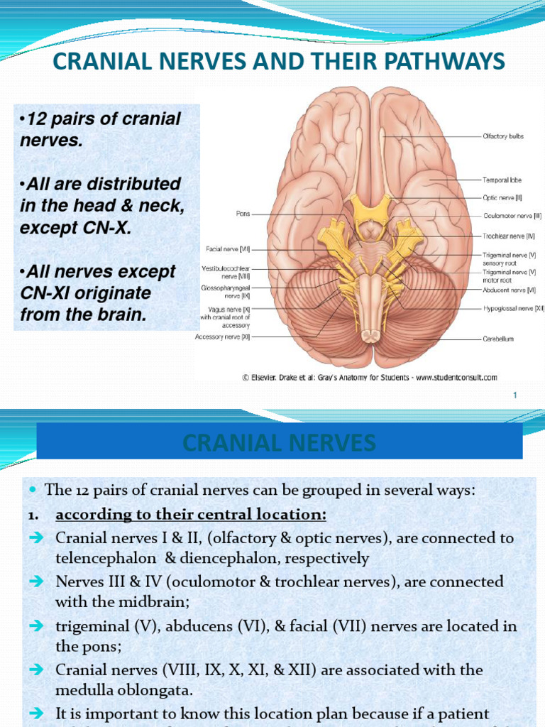 Cranial Nerve and Pathway Biology Diagrams