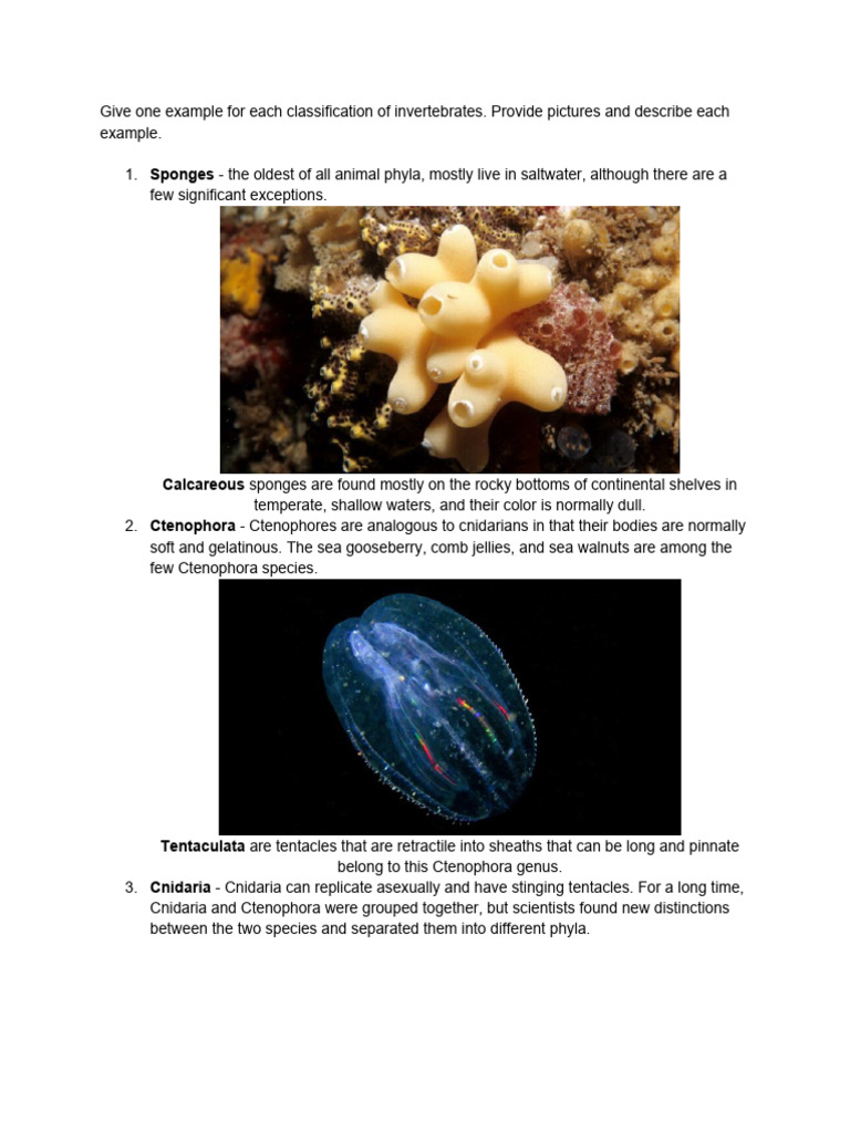 Invertebrate Classifications and Examples | PDF | Science & Mathematics
