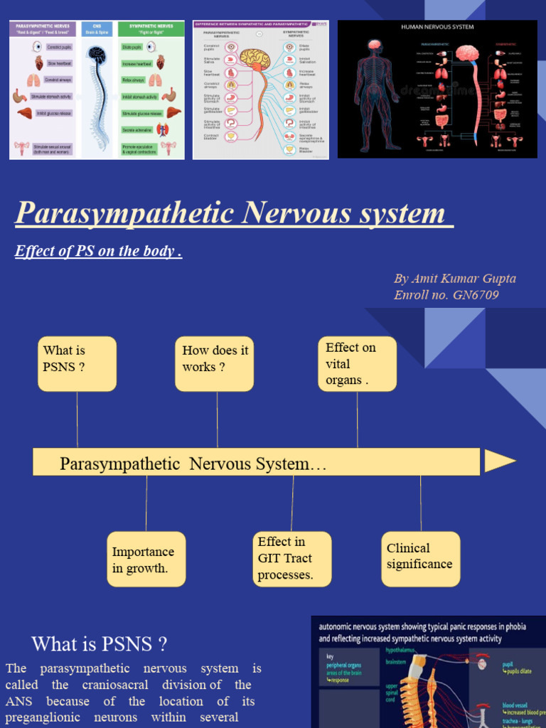 Parasympathetic Nervous System | PDF | Autonomic Nervous System | Anatomy