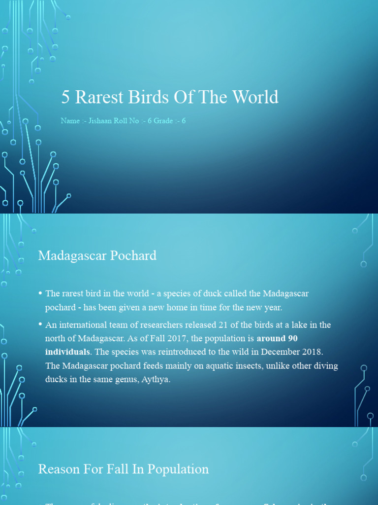Five Rarest Birds Worldwide | PDF | Organisms | Birds