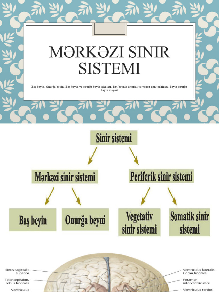 Mərkəzi Sinir Sistemi | PDF