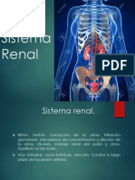 Sistema Renal