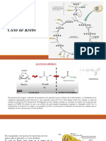 Ciclo de Krebs