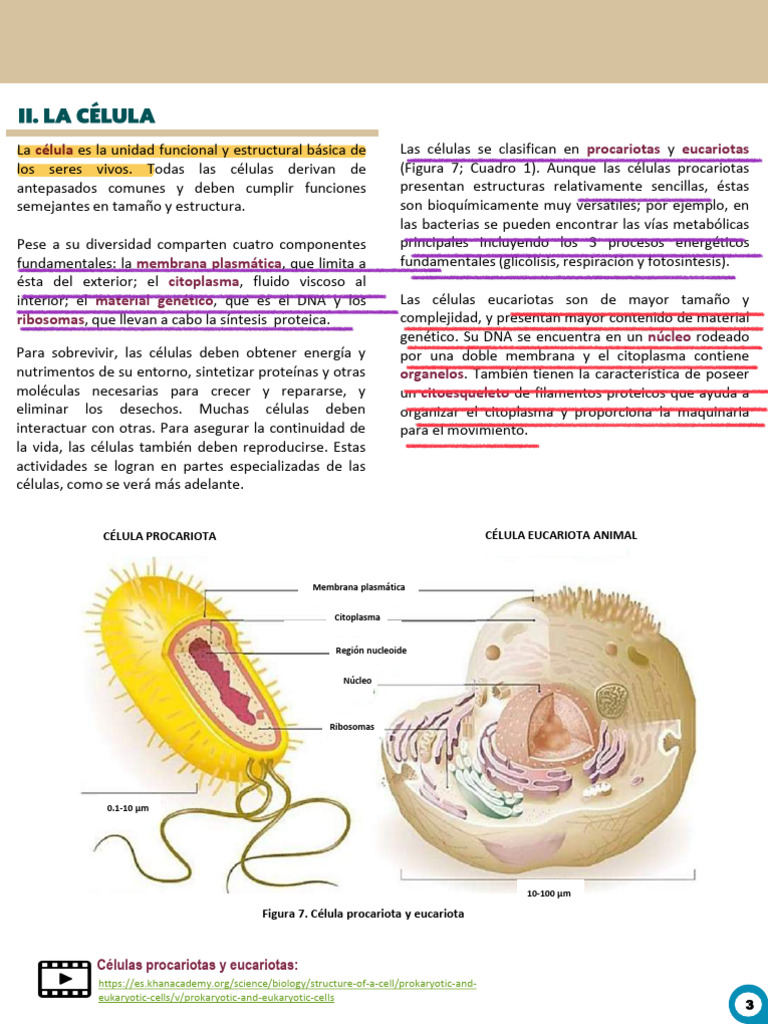 Células: Procariotas vs Eucariotas | PDF | Biología Celular) | Genoma