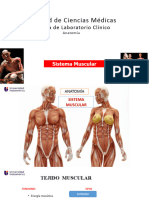 Anatomia Sistema Muscular Aa