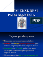 Sistem Ekskresi Manusia