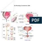 BPH and Incontinence