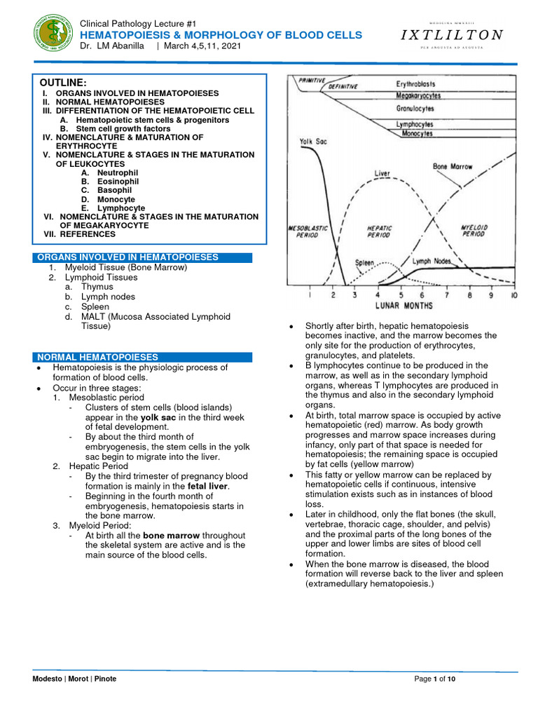 Hematopoiesis and Blood Cell Morphology | PDF | Haematopoiesis ...