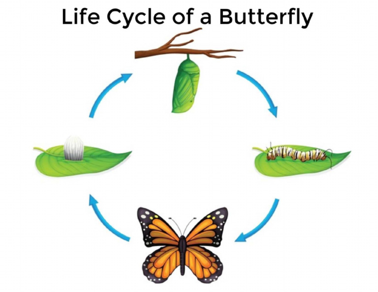 Butterfly Life Cycle PDF
