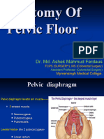 Anatomy of Pelvic Floor