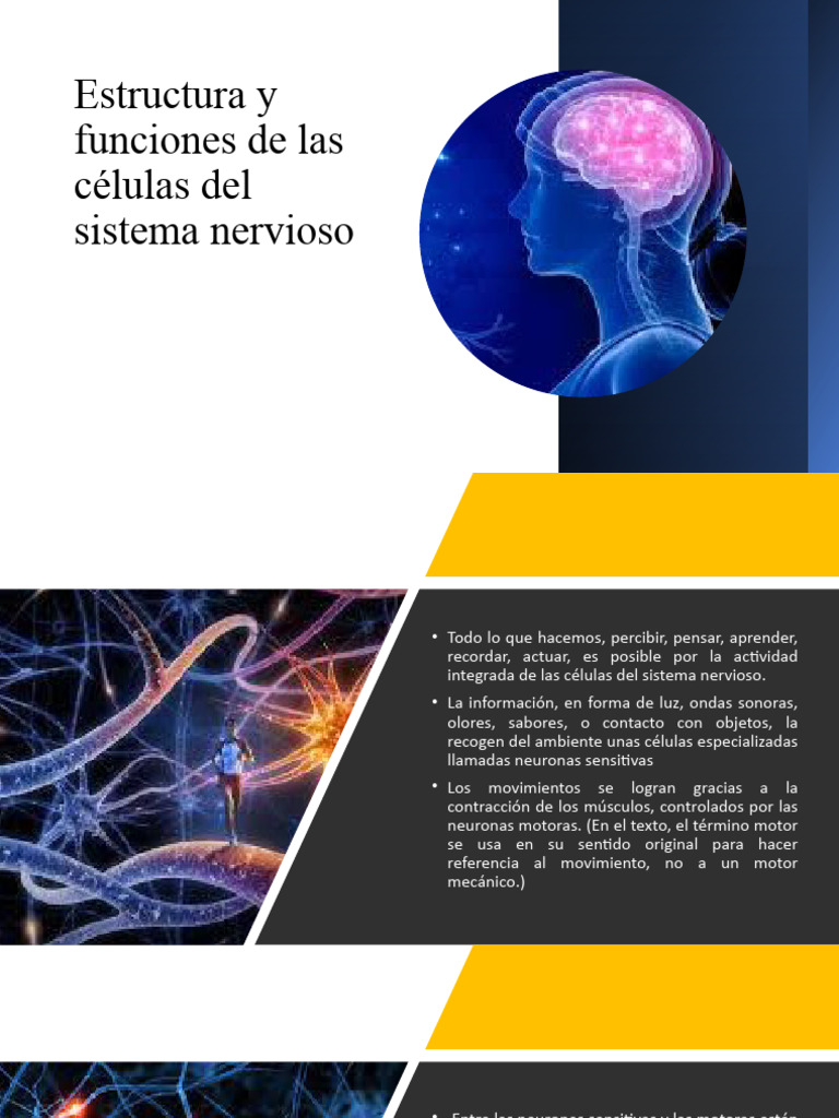 Estructura y funciones de neuronas | PDF | Sistema nervioso | Neurona