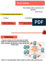 Esquemas Ciclo Celular