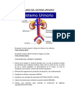 Resumen Del Sistema Urinario