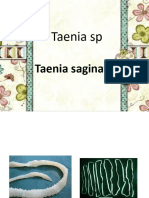 Taenia SP