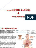 Lab 24 Endocrine Glands Hormones