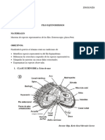 Zoologia - Practica #9 Equinodermos