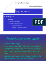 Pediculus Hominis