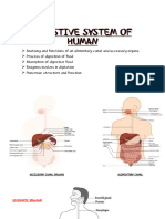 Digestive System of Human