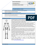 Guia Esqueleto Apendicular