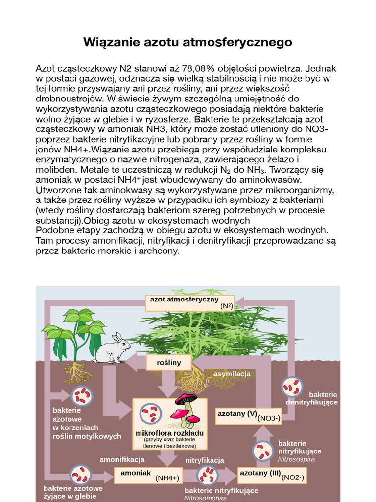 Wiązanie Azotu | PDF