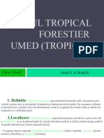 Climatul Tropical Umed