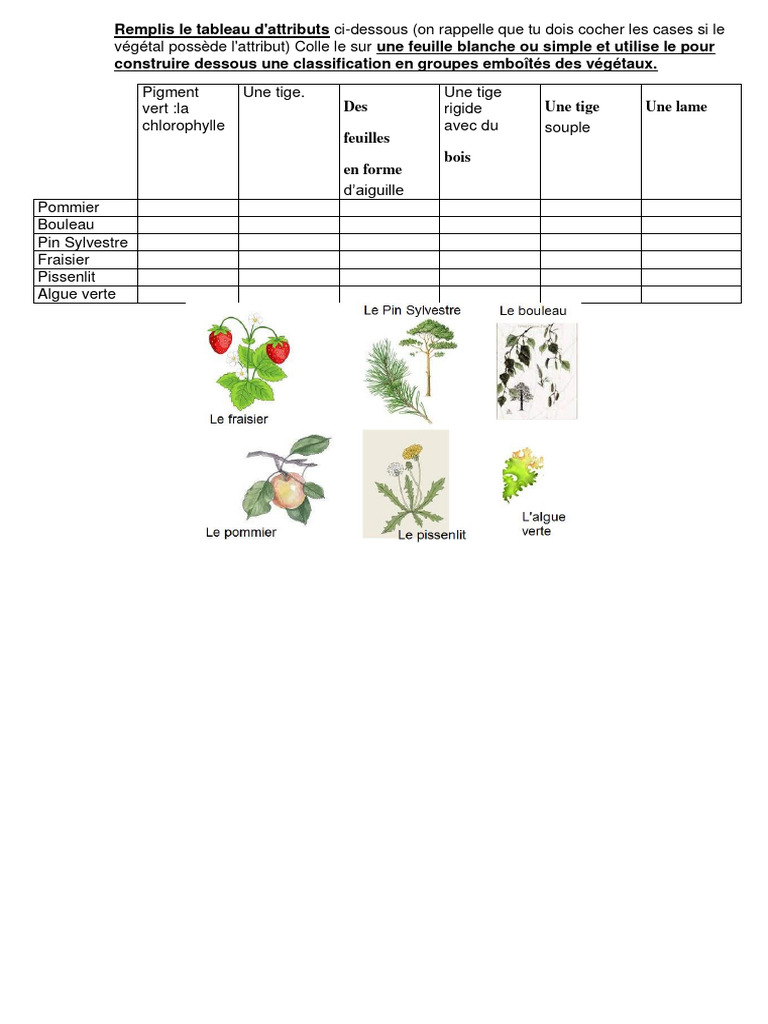Classification emboîtée des végétaux | PDF
