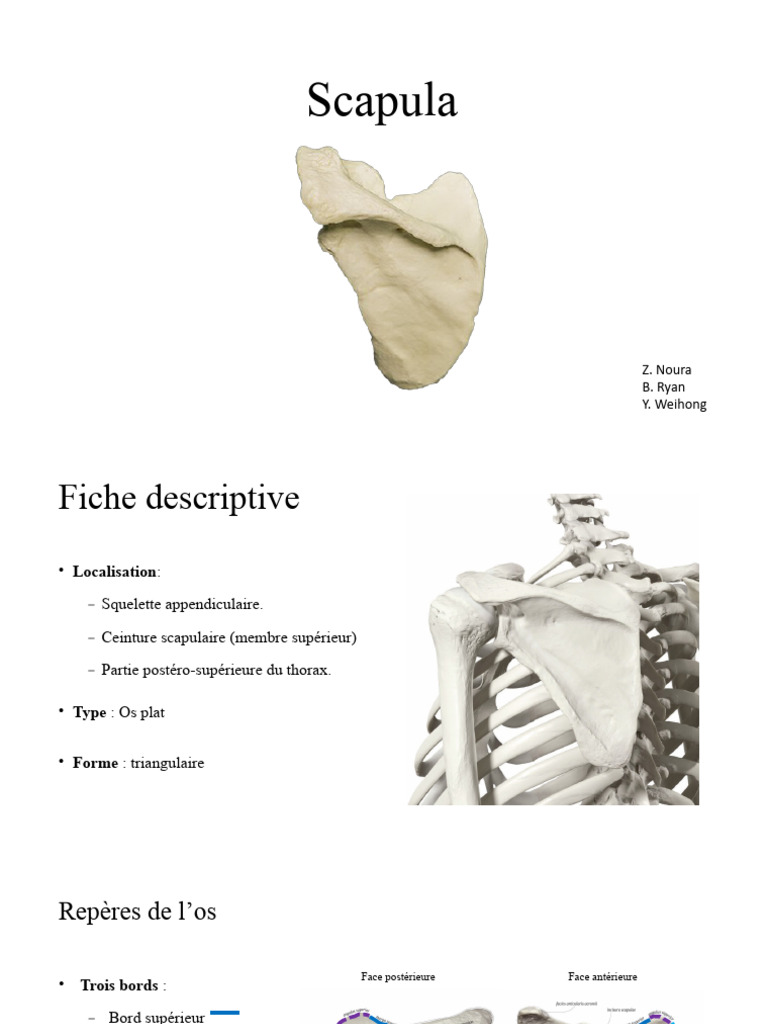 Anatomie De La Scapula Et Muscles Associ s PDF Sciences Sociales 