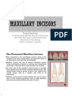 Maxillary Central Incisors