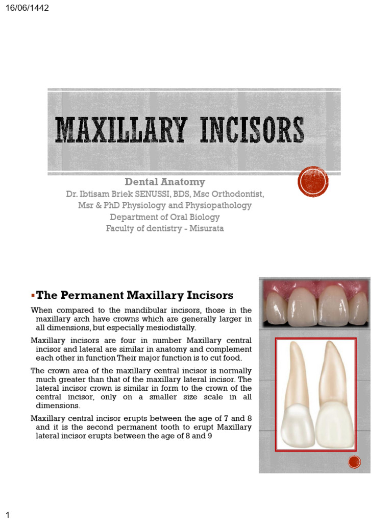 Maxillary Central Incisors | PDF | Dentistry Branches | Dental Anatomy