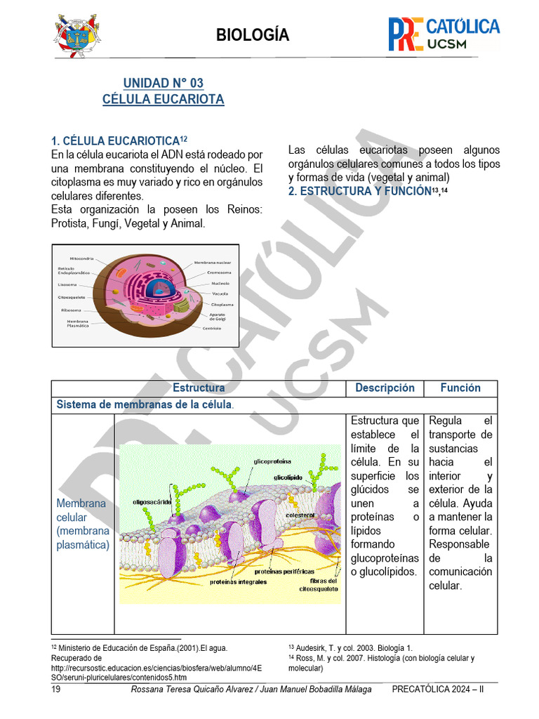 Estructura y Función de la Célula Eucariota | PDF | Mitosis | Mitosis