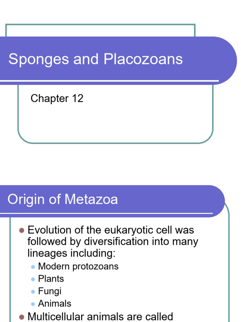 12.Sponges PDF Sponge Eukaryotes