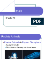 Radiate Animals