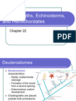 Chaetognaths Echinoderms and Hemichordates