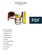 FL Excretia Nefronul Rezolvare