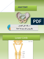 L4 Anatomy of Lower Limb